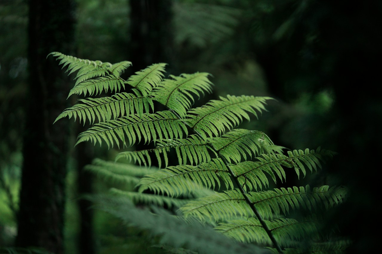Green fern fronds in a forest, used in the Hokianga Natives concept website.